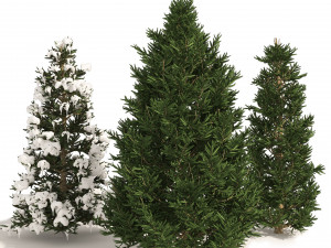 3 summer and winter Fraser Fir Christmas Trees 3D Model