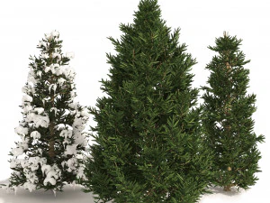 3 summer and winter Fraser Fir Christmas Trees Modèle 3D