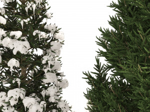 3 summer and winter Fraser Fir Christmas Trees Modelo 3D