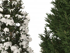 3 summer and winter Fraser Fir Christmas Trees 3D Model