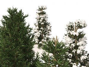 3 summer and winter Fraser Fir Christmas Trees Modelo 3D