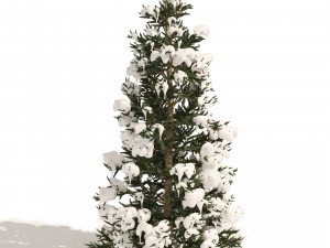 3 summer and winter Fraser Fir Christmas Trees Modelo 3D