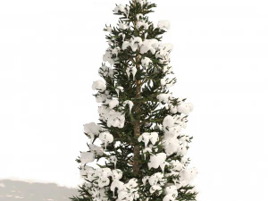 3 summer and winter Fraser Fir Christmas Trees 3D Model