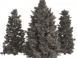3 summer and winter Fraser Fir Christmas Trees Modelo 3D