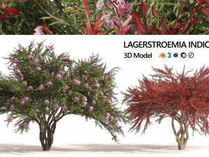 Lagerstroemia indica Trees 3D Model
