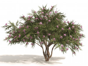 Lagerstroemia indica Trees 3D Model