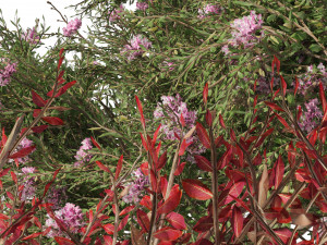 Lagerstroemia indica Trees 3D Model