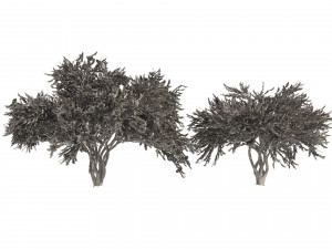 Lagerstroemia indica Trees 3D Model