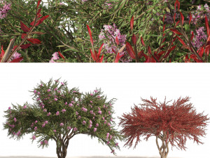 Lagerstroemia indica Trees 3D Model