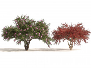 Lagerstroemia indica Trees 3D Model