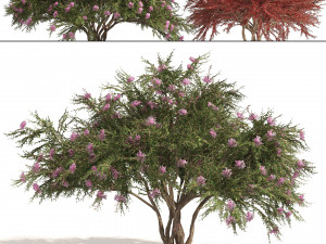 Lagerstroemia indica Trees 3D Model