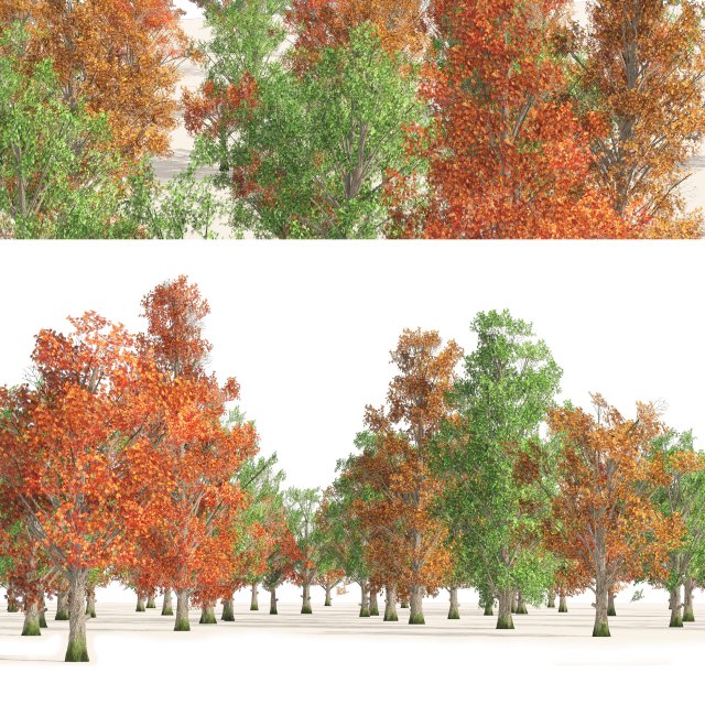 Acer Saccharum summer autumn forest trees 3D Model .c4d .max .obj .3ds .fbx .lwo .lw .lws