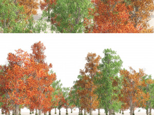 Acer Saccharum summer autumn forest trees 3D Model