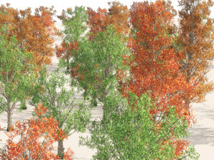 Acer Saccharum summer autumn forest trees Model 3D