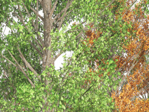 Acer Saccharum summer autumn forest trees Model 3D