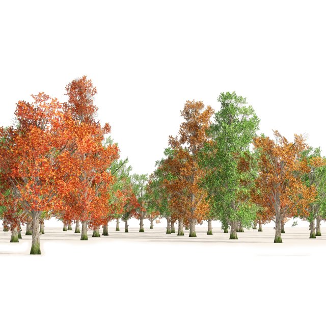 Download Acer Saccharum summer autumn forest trees 3D Model