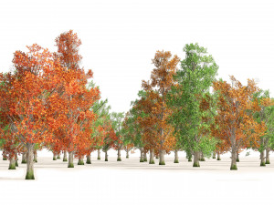 Acer Saccharum summer autumn forest trees Model 3D