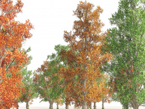 Acer Saccharum summer autumn forest trees Model 3D