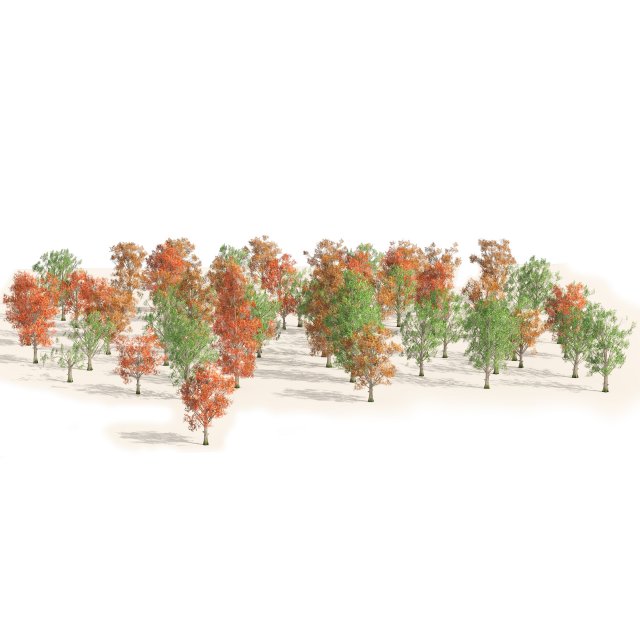 Download Acer Saccharum summer autumn forest trees 3D Model