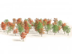 Acer Saccharum summer autumn forest trees 3D Model