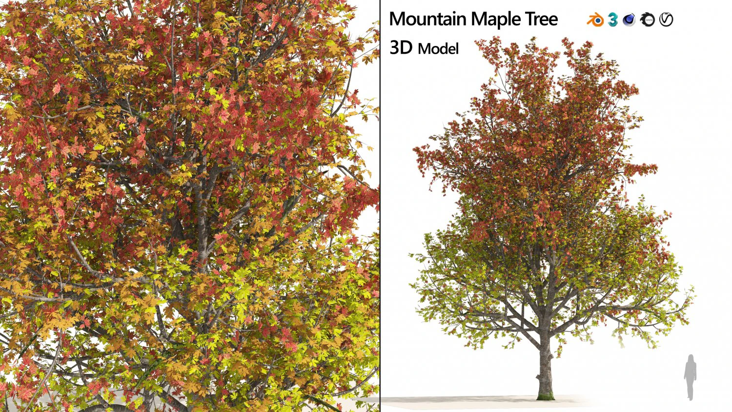 3 colored autumn mountain maple tree 3D Model .c4d .max .obj .3ds .fbx .stl .blend 