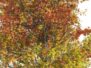3 colored autumn mountain maple tree 3D Модель