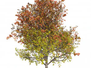 3 colored autumn mountain maple tree 3D Model