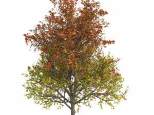 3 colored autumn mountain maple tree 3D Модель
