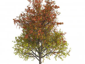3 colored autumn mountain maple tree 3D Model