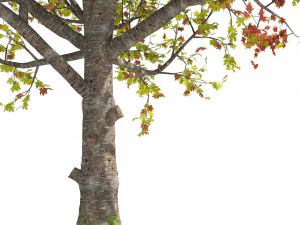 3 colored autumn mountain maple tree 3D Model