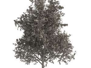 3 colored autumn mountain maple tree 3D Модель