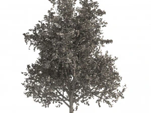 3 colored autumn mountain maple tree 3D Model