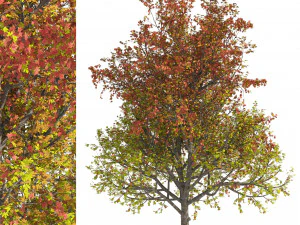 3 colored autumn mountain maple tree 3D Model