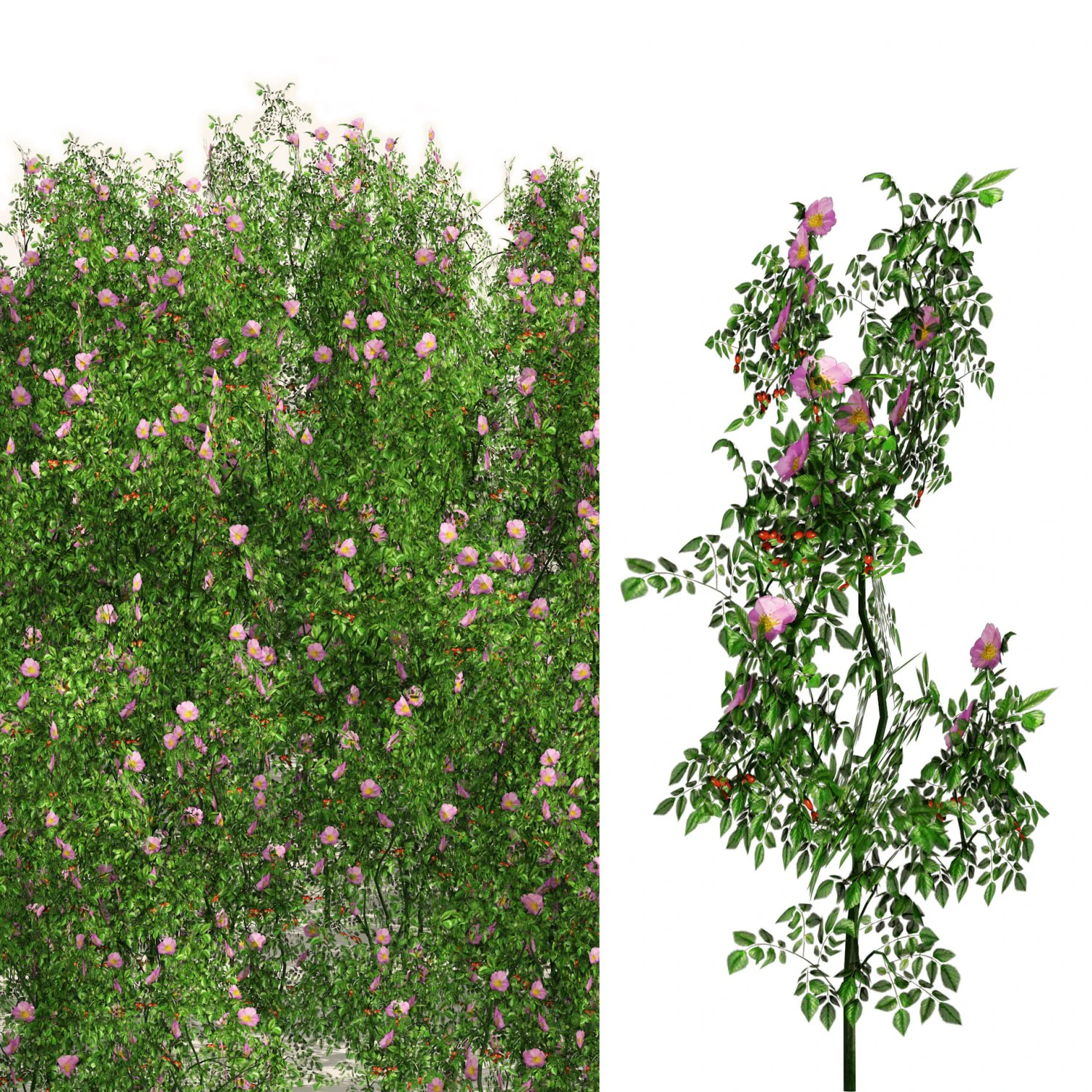 Dog Rose Flower Field 3D Model .c4d .max .obj .3ds .fbx .stl .blend 
