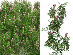 Campo de flores de rosa canina Modelo 3D