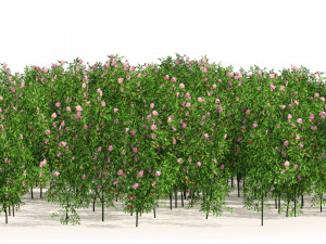 Dog Rose Flower Field 3D Model