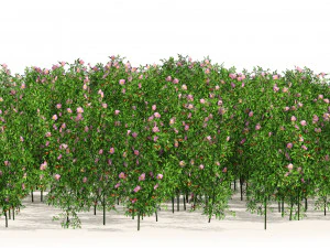 Dog Rose Flower Field 3D Model