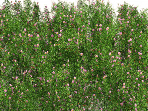 Dog Rose Flower Field 3D Model