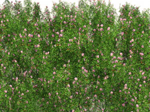 Dog Rose Flower Field 3D Model