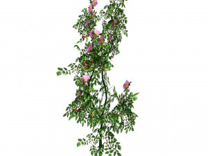 Dog Rose Flower Field 3D Model