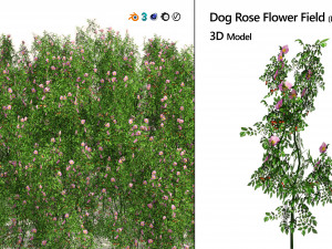 Dog Rose Flower Field 3D Model