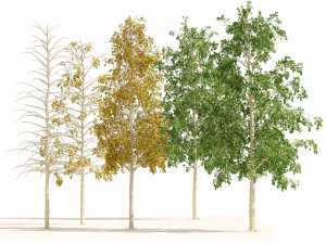 Fall green and winter quaking aspen trees 3D Model