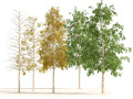 Fall green and winter quaking aspen trees Modello 3D