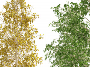 Fall green and winter quaking aspen trees 3D Модель