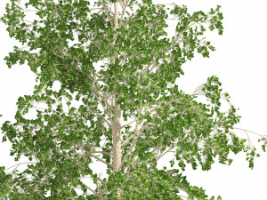 Fall green and winter quaking aspen trees 3D Модель