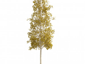 Fall green and winter quaking aspen trees 3D Модель