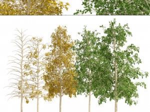 Fall green and winter quaking aspen trees 3D Модель