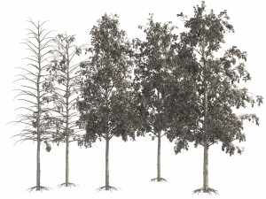 Fall green and winter quaking aspen trees 3D Модель
