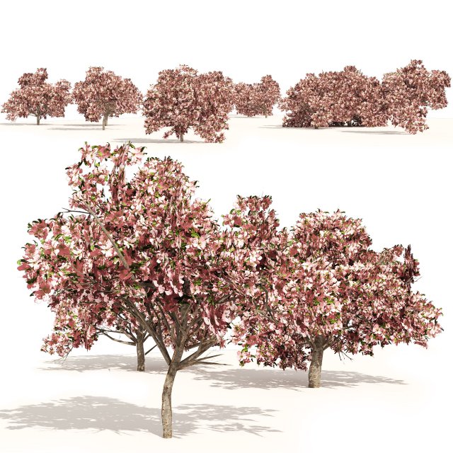 Pink Prunus Flowering Peach Trees 3D मॉडल .c4d .max .obj .3ds .fbx .stl .blend 