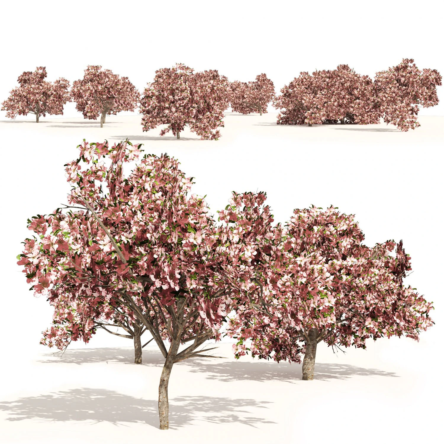 Pink Prunus Flowering Peach Trees 3D Model .c4d .max .obj .3ds .fbx .stl .blend